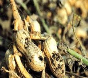 uploads/images/disease/collar rot of ground nut.jpg